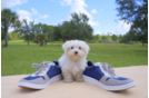 Meet Mimi - our Maltese Puppy Photo 2/3 - Florida Fur Babies