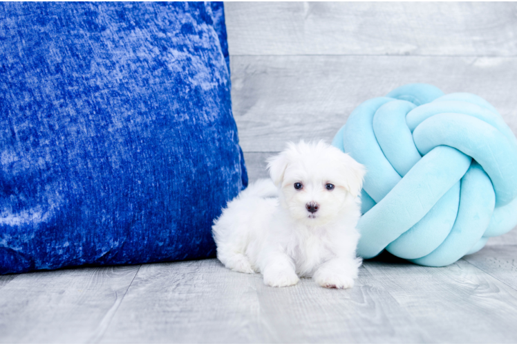 Meet Klondike - our Maltese Puppy Photo 1/4 - Florida Fur Babies
