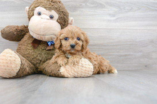 17 week old Cavapoo Puppy For Sale - Florida Fur Babies