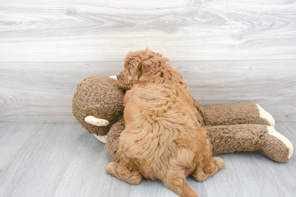 Meet Teagan - our Mini Goldendoodle Puppy Photo 3/3 - Florida Fur Babies