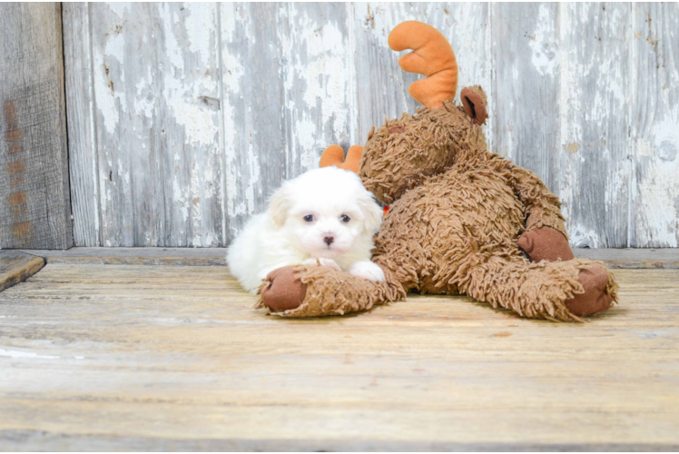 Meet Rucker - our Teddy Bear Puppy Photo 1/3 - Florida Fur Babies