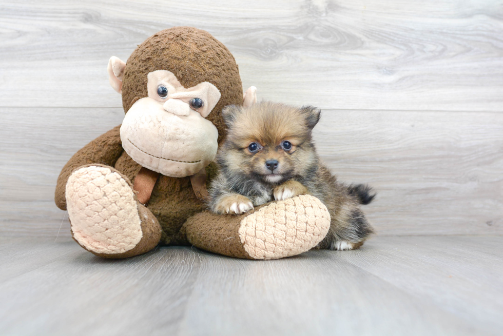 Meet Dana - our Pomeranian Puppy Photo 1/3 - Florida Fur Babies