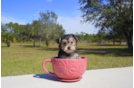 Meet Bucky - our Morkie Puppy Photo 2/3 - Florida Fur Babies
