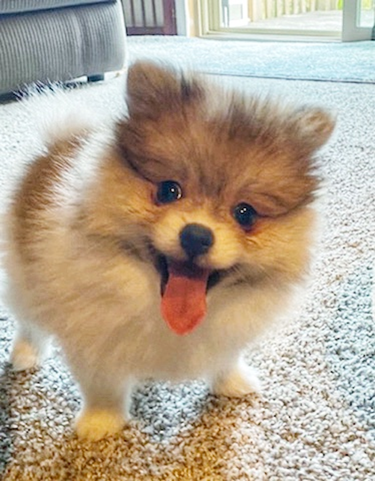 Pomeranian Being Cute