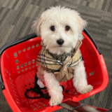 Havanese Being Cute