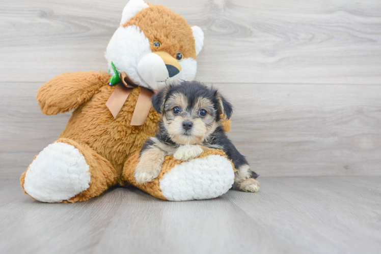 Meet Christian - our Morkie Puppy Photo 1/3 - Florida Fur Babies