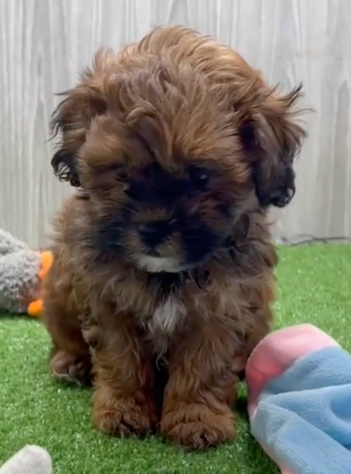 Shih Poo Being Cute