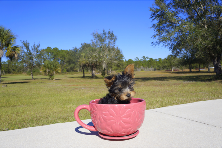 Meet Koal - our Yorkshire Terrier Puppy Photo 4/4 - Florida Fur Babies
