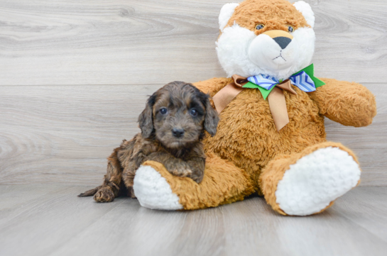 19 week old Cockapoo Puppy For Sale - Florida Fur Babies