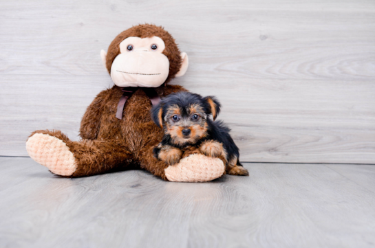 13 week old Yorkshire Terrier Puppy For Sale - Florida Fur Babies