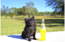 Meet Olive - our Pomeranian Puppy Photo 5/5 - Florida Fur Babies