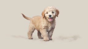 Mini Labradoodle Being Cute