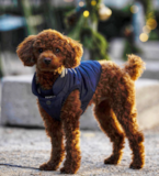 Poodle Being Cute Poodle Being Cute