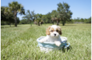 Meet Levi - our Cavapoo Puppy Photo 2/2 - Florida Fur Babies
