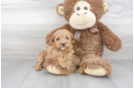Meet Rover - our Cavapoo Puppy Photo 2/3 - Florida Fur Babies