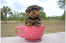Meet Shep - our Yorkshire Terrier Puppy Photo 1/3 - Florida Fur Babies