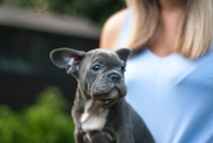 Cute Frenchie Purebred Pup