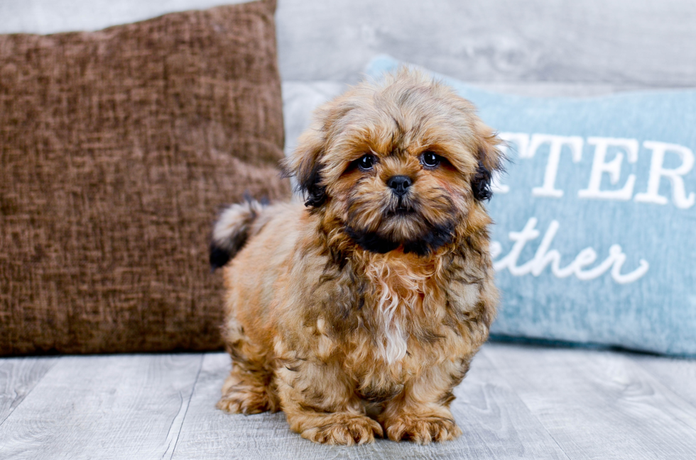 Meet Marley - our Shih Tzu Puppy Photo 