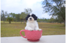Meet  Sly - our Teddy Bear Puppy Photo 4/5 - Florida Fur Babies