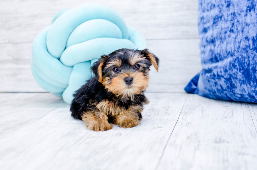 Meet Collin - our Yorkshire Terrier Puppy Photo 5/5 - Florida Fur Babies