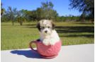 Meet Fern - our Havanese Puppy Photo 1/1 - Florida Fur Babies