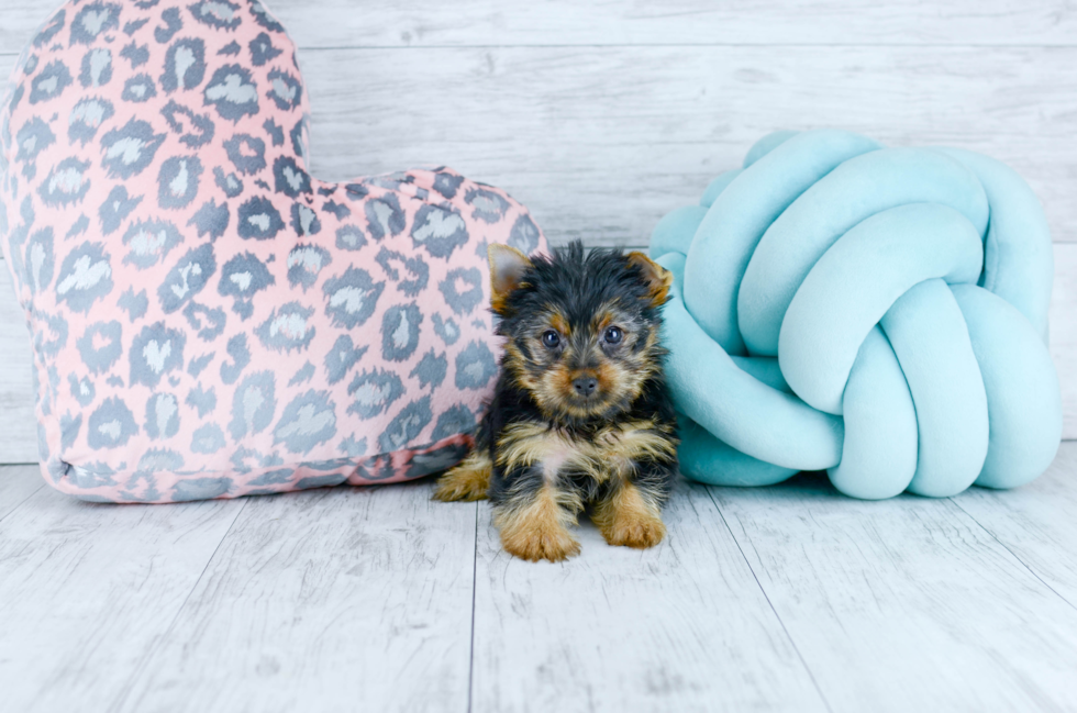 Meet  Zia - our Yorkshire Terrier Puppy Photo 4/6 - Florida Fur Babies