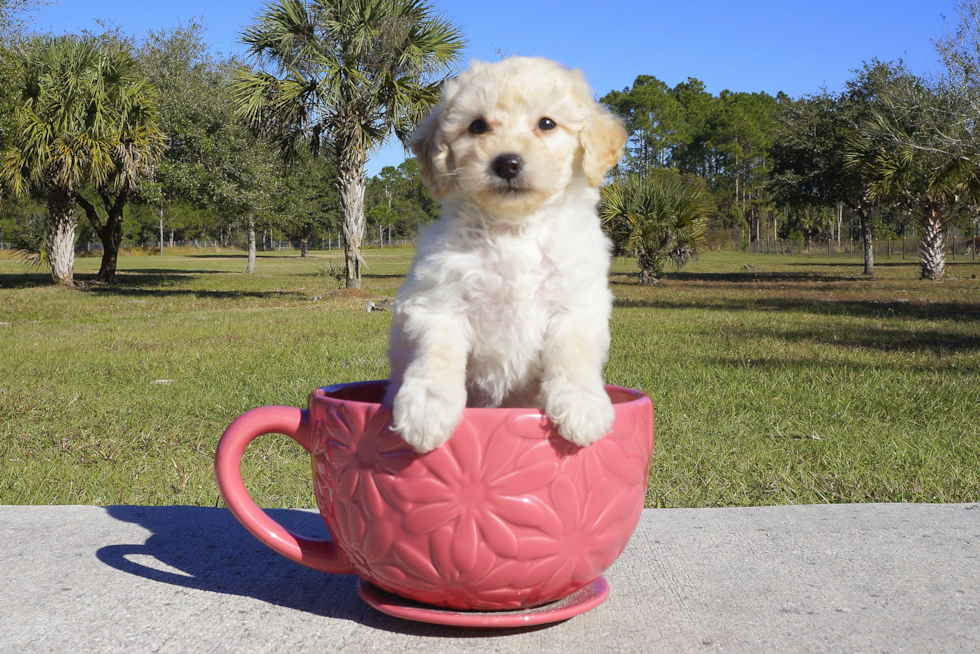 Meet Gwen - our Pomsky Puppy Photo 2/3 - Florida Fur Babies