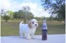 Meet Gloria - our Cavachon Puppy Photo 2/3 - Florida Fur Babies