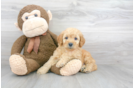 Meet Vergil - our Mini Goldendoodle Puppy Photo 2/3 - Florida Fur Babies