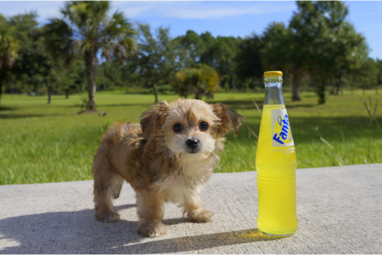 Meet Tina - our Morkie Puppy Photo 1/2 - Florida Fur Babies
