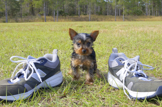 345 week old Yorkshire Terrier Puppy For Sale - Florida Fur Babies