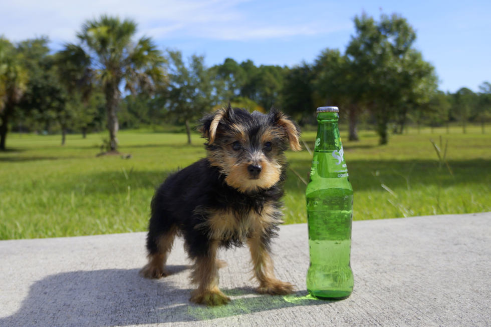 Meet Ben - our Yorkshire Terrier Puppy Photo 3/4 - Florida Fur Babies