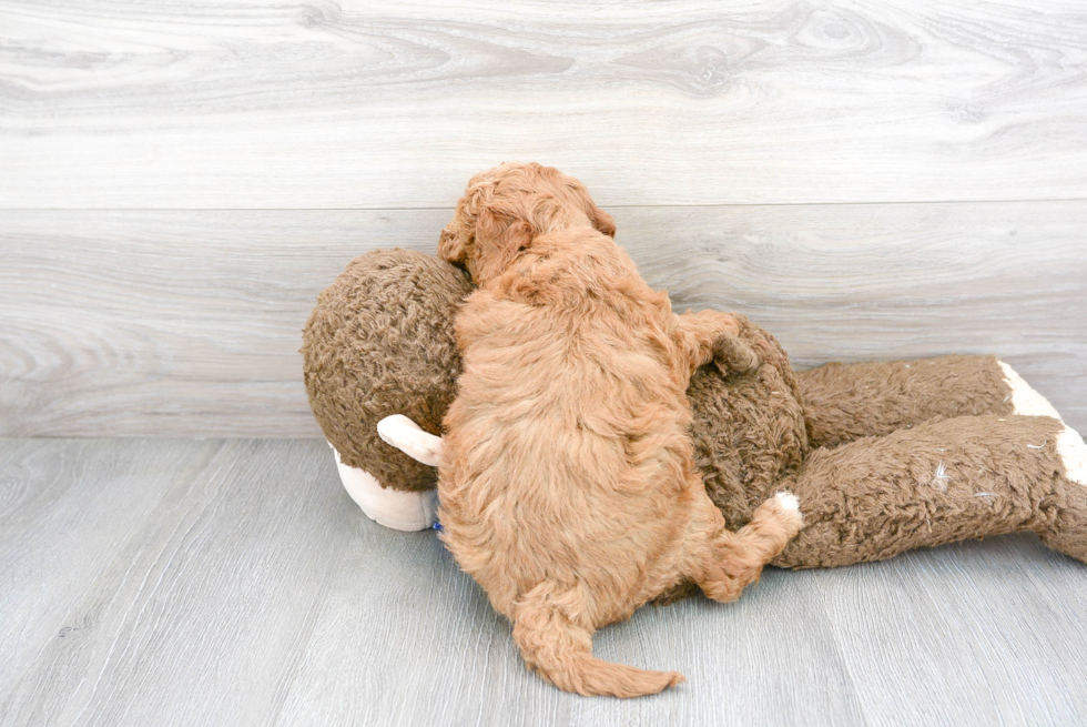Meet Gavin - our Mini Goldendoodle Puppy Photo 3/3 - Florida Fur Babies