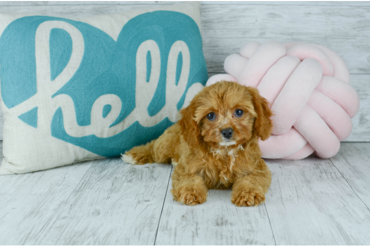 Meet  Willow - our Cavapoo Puppy Photo 1/6 - Florida Fur Babies