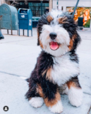 Mini Bernedoodle Being Cute Mini Bernedoodle Being Cute