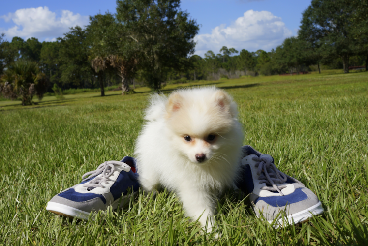 Meet Owen - our Pomeranian Puppy Photo 3/3 - Florida Fur Babies