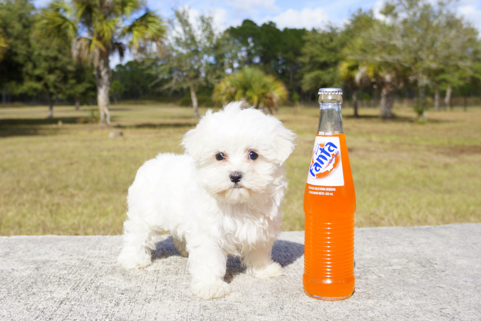 Meet Winter - our Maltese Puppy Photo 3/3 - Florida Fur Babies