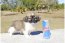 Meet Flinn - our Havanese Puppy Photo 3/3 - Florida Fur Babies