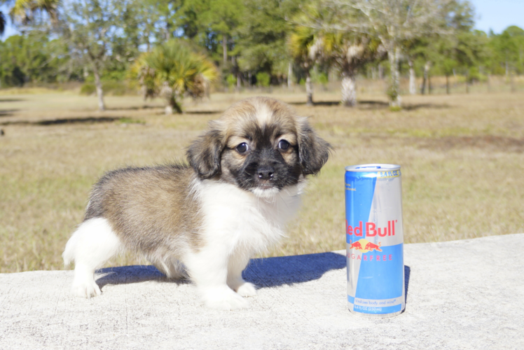 Meet Flinn - our Havanese Puppy Photo 3/3 - Florida Fur Babies