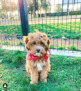 Puppy For Sale - Florida Fur Babies Puppy For Sale - Florida Fur Babies