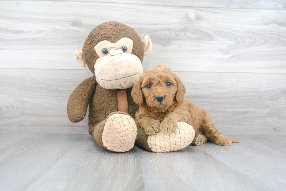 Meet Chanel - our Mini Goldendoodle Puppy Photo 1/3 - Florida Fur Babies