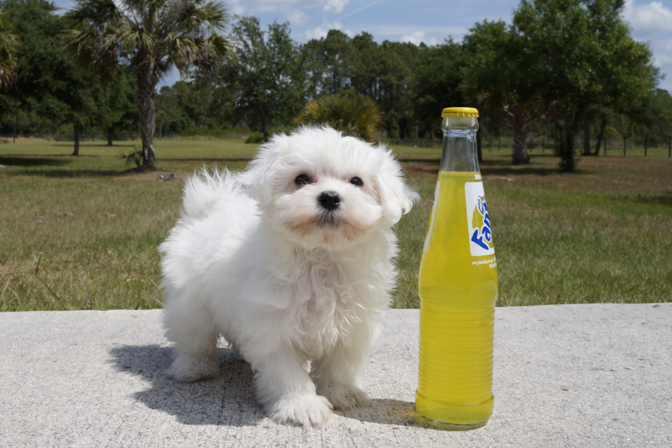 Meet Noah - our Maltese Puppy Photo 1/2 - Florida Fur Babies