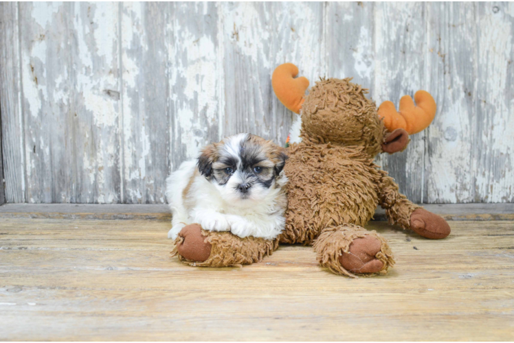Meet Lucas - our Teddy Bear Puppy Photo 1/3 - Florida Fur Babies