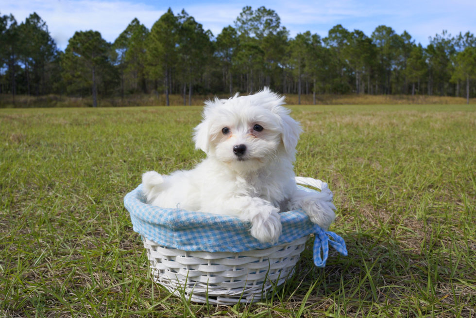 Meet Nolan - our Maltese Puppy Photo 4/4 - Florida Fur Babies