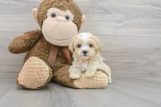 13 week old Maltipoo Puppy For Sale - Florida Fur Babies