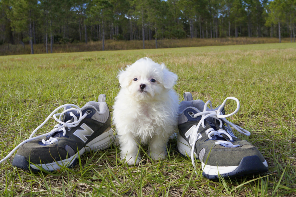 Meet Kirby - our Maltipom Puppy Photo 2/5 - Florida Fur Babies