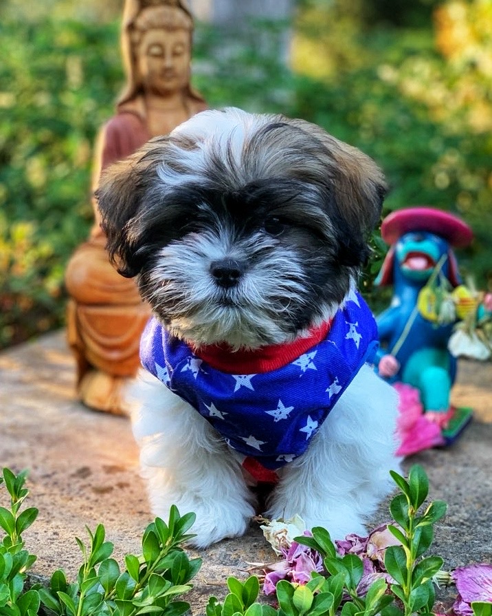 American teddy bear outlet dog