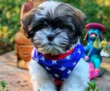 Teddy Bear Puppies For Sale Florida Fur Babies