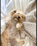 Cute Morkie Designer Pup