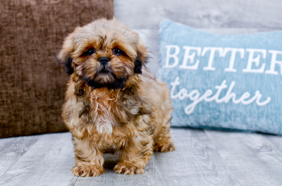 Meet Marley - our Shih Tzu Puppy Photo 